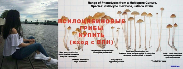 трава Богородицк